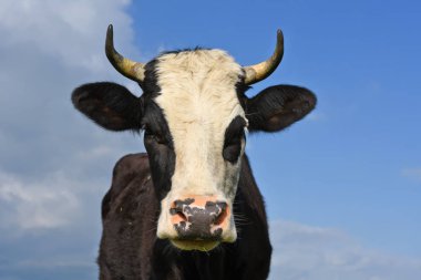 gökyüzü bir inek başkanı. 