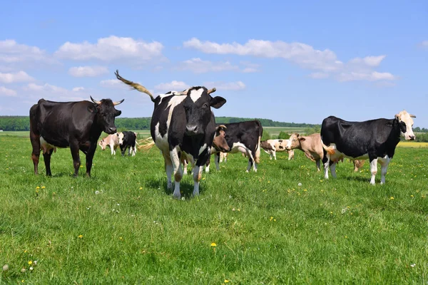 Kühe Auf Einer Sommerweide — Stockfoto