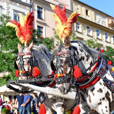 Krakow, Cumhuriyeti Polonya-Temmuz 3, 2017: Şenlikli zengin koşum safkan atlar. Eski bir şehir bir arabası yürümek.