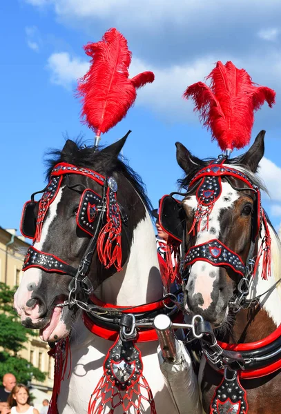 Krakow, Cumhuriyeti Polonya-Temmuz 3, 2017: Şenlikli zengin koşum safkan atlar. Eski bir şehir bir arabası yürümek.