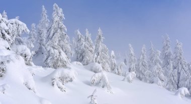 Kış iğne yapraklı orman hafif bir sis bir dağ yamacında.