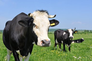 Yaz otlağında inekler