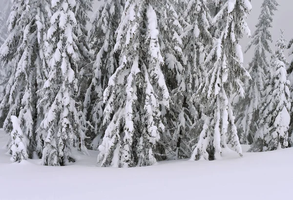 薄い霧の山の斜面に冬の針葉樹林 — ストック写真