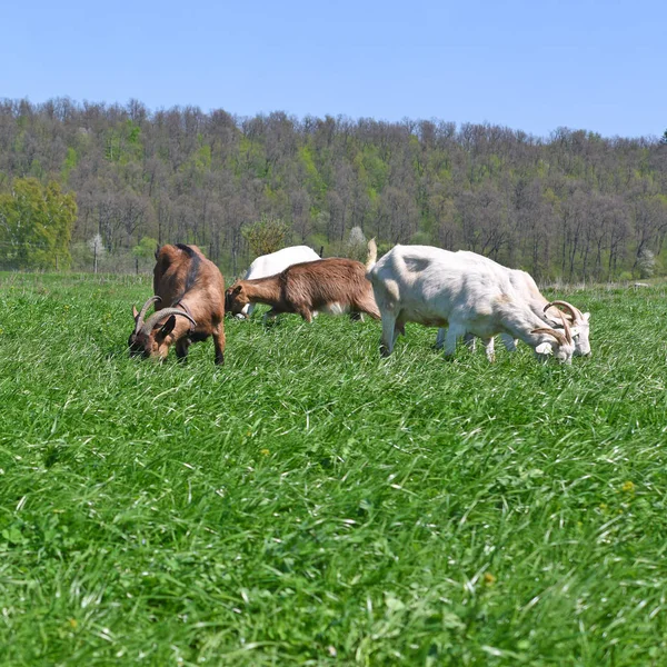 Geiten Wei Van Biologische Landbouwbedrijven — Stockfoto