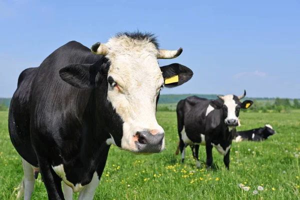 Yaz otlağında inekler