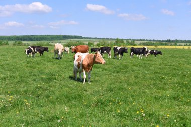 Yaz otlağında inekler. 