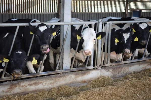 Kalush Ucrania Julio 2017 Contenido Terneros Bajo Dosel Granja Lechera — Foto de Stock