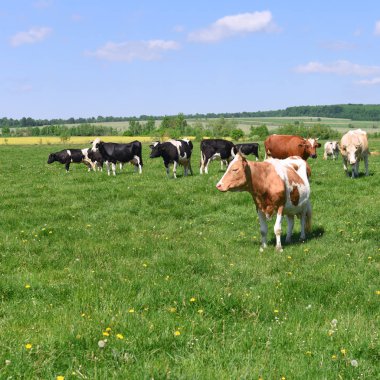 Yaz otlağında inekler. 