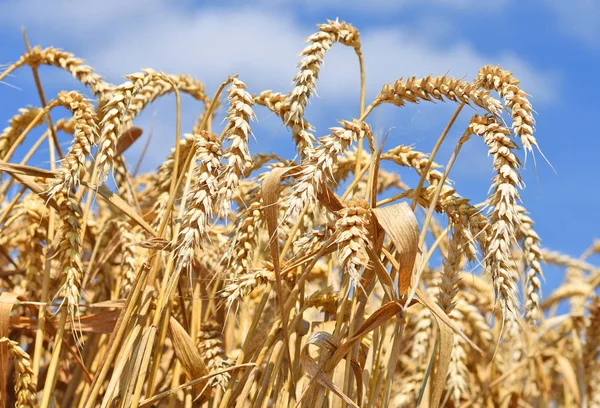 Campo Grano Nel Paesaggio Rurale — Foto Stock