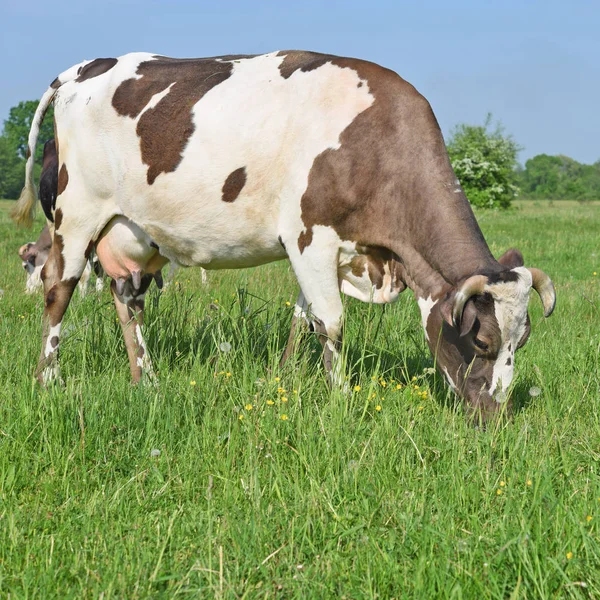 Koe Een Zomerweide — Stockfoto