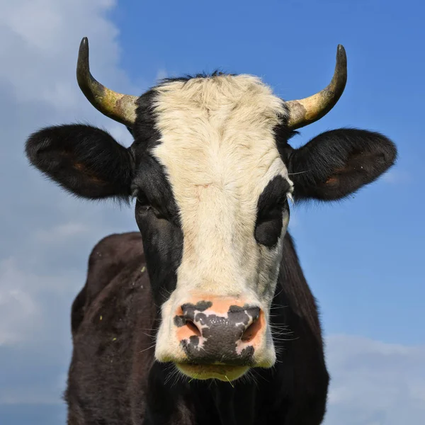 gökyüzü bir inek başkanı