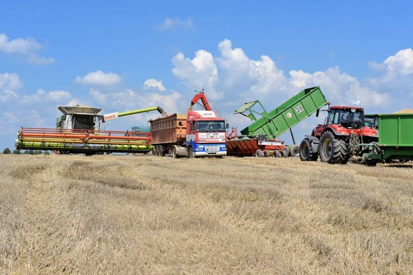 Kalush Ukraine Juillet 2018 Chargement Grain Remorque Grains Moissonneuse Batteuse — Photo