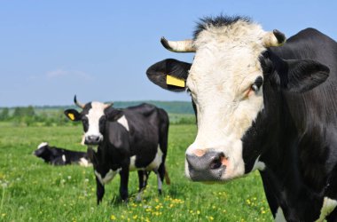 Yaz otlağında inekler. 