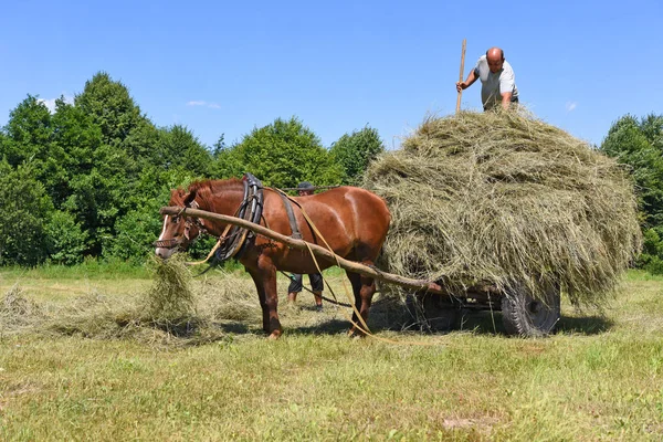 Kalush Ukraine Juillet 2017 Transport Foin Par Chariot Dans Champ — Photo