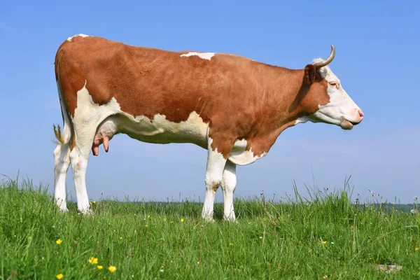 Koe Een Zomerweide — Stockfoto