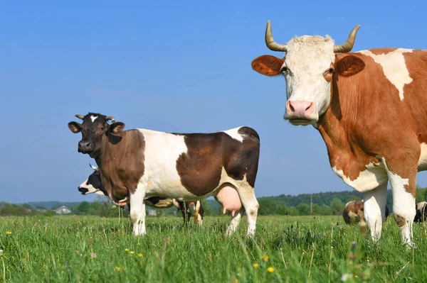 Vacas Pasto Verão — Fotografia de Stock