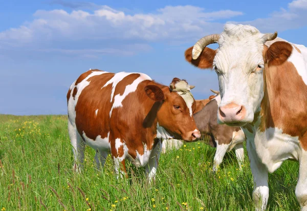 Koeien Een Zomerweide — Stockfoto