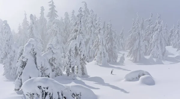 Foresta Conifere Invernale Pendio Montagna Una Nebbia Leggera — Foto Stock