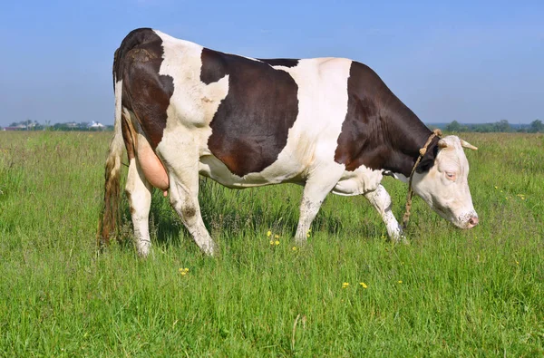 Vache Dans Pâturage Été — Photo