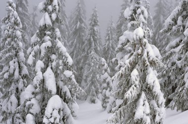 Kış iğne yapraklı orman hafif bir sis bir dağ yamacında.
