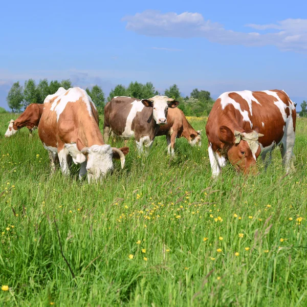 Vacas Pasto Verão — Fotografia de Stock