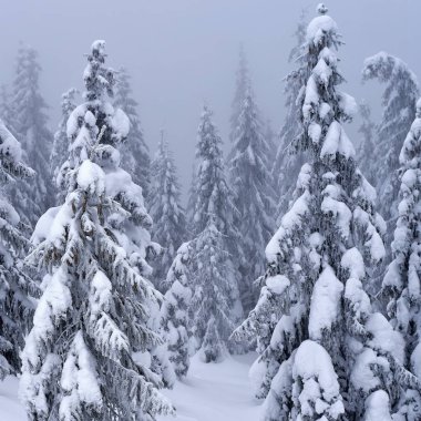 Kış iğne yapraklı orman hafif bir sis bir dağ yamacında.