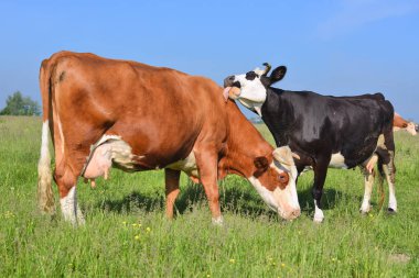 Yaz otlağında inekler