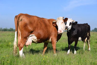 Yaz otlağında inekler