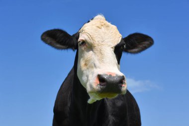 gökyüzü bir inek başkanı