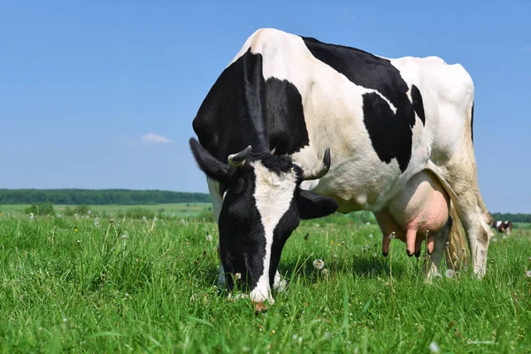 Vache Dans Pâturage Été — Photo