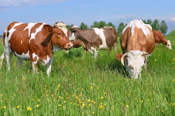 Kühe Auf Einer Sommerweide — Stockfoto