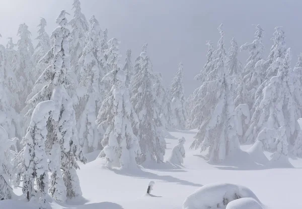 Bosque Coníferas Invierno Una Ladera Montaña Una Niebla Ligera —  Fotos de Stock