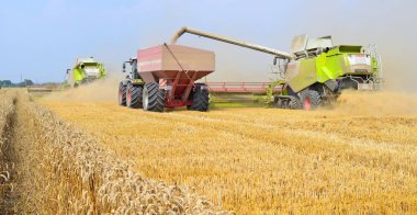 Kalush, Ukrayna - 28 Temmuz 2016: Aşırı yükleme tahıl hasat traktör römork tank alanını şehrin Kalush, Ukrayna .