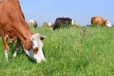 Yaz otlağında inekler