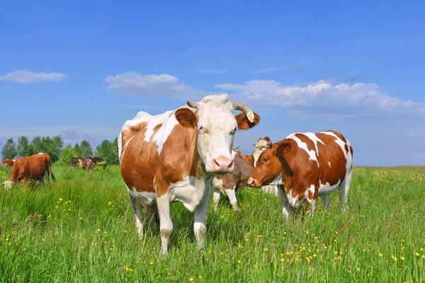 Vacas Pasto Verão — Fotografia de Stock