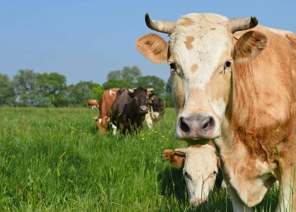 Vaca Pasto Verão — Fotografia de Stock