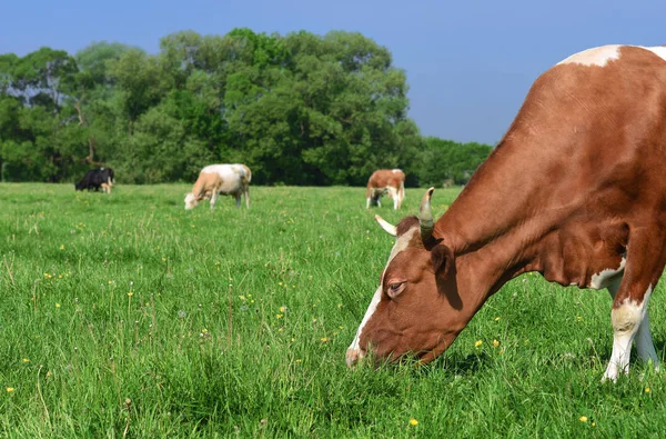 Vacas Pasto Verão — Fotografia de Stock