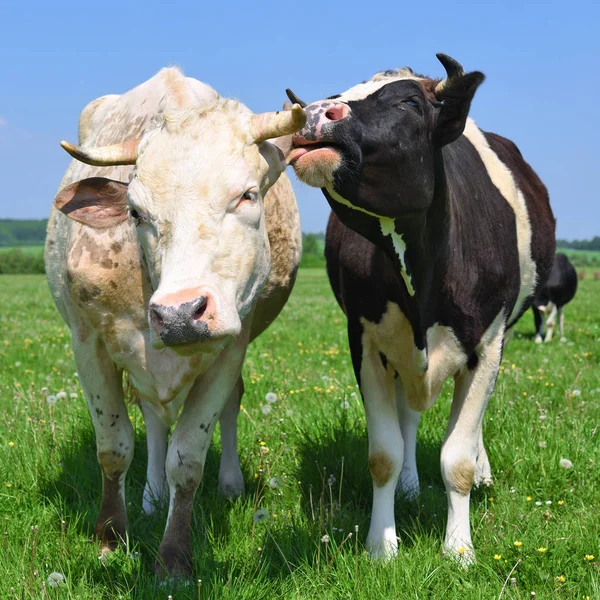 Vacas Pasto Verão — Fotografia de Stock