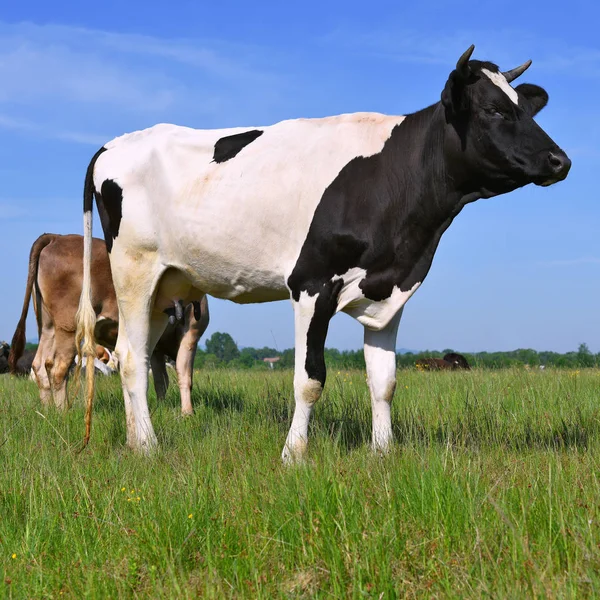 Vaca Pasto Verão — Fotografia de Stock