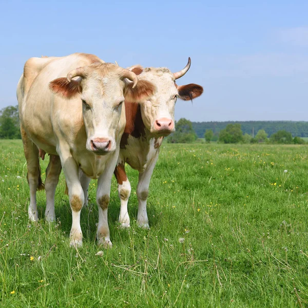 Las Vacas Pasto Verano — Foto de Stock