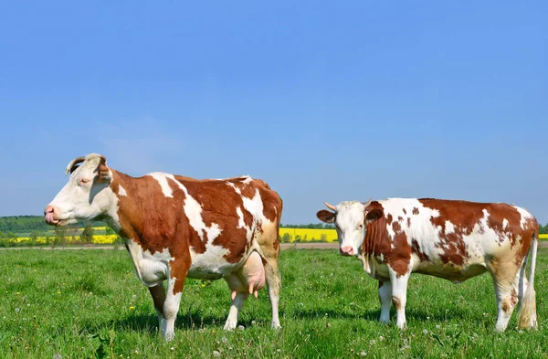 Cows Summer Pasture — Stock Photo, Image