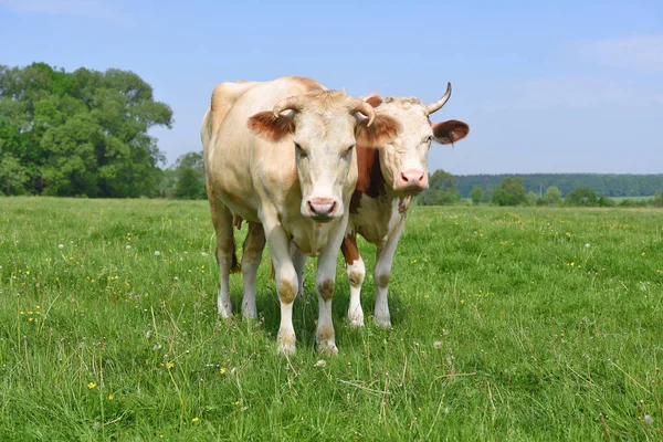 Kühe Auf Einer Sommerweide — Stockfoto