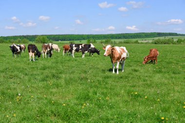 Yaz otlağında inekler