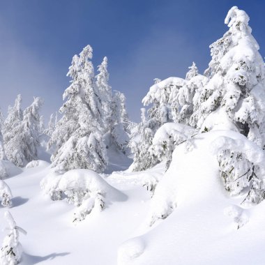 Kış iğne yapraklı orman hafif bir sis bir dağ yamacında.