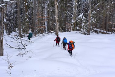 Ukrayna, Osmoloda-11 Şubat 2018: Turist bir grup içinde bir kış orman glade oval en tepeye tırmanış başında. Karpatlar
