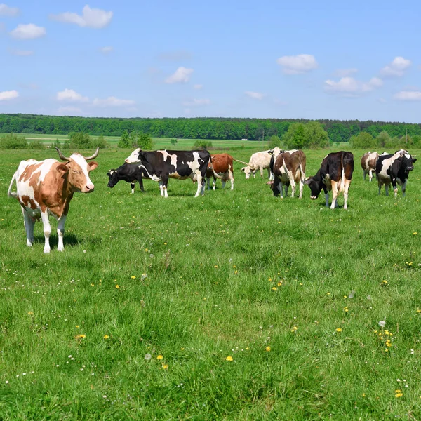 Yaz otlağında inekler