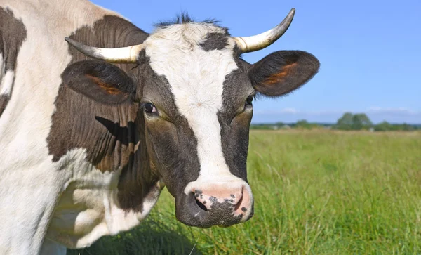 Cabeça Uma Vaca Contra Pasto — Fotografia de Stock