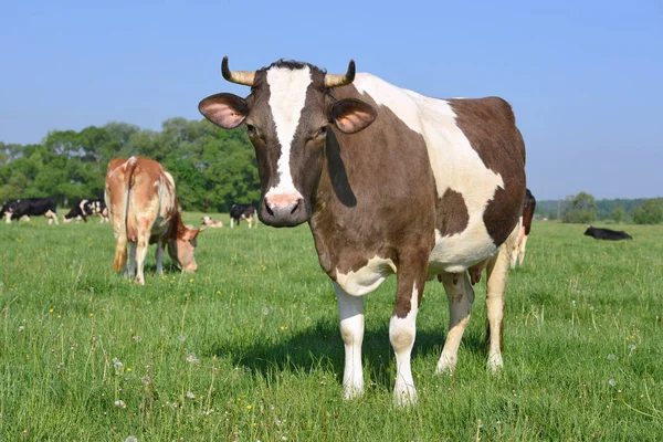 Vaca Pasto Verão — Fotografia de Stock