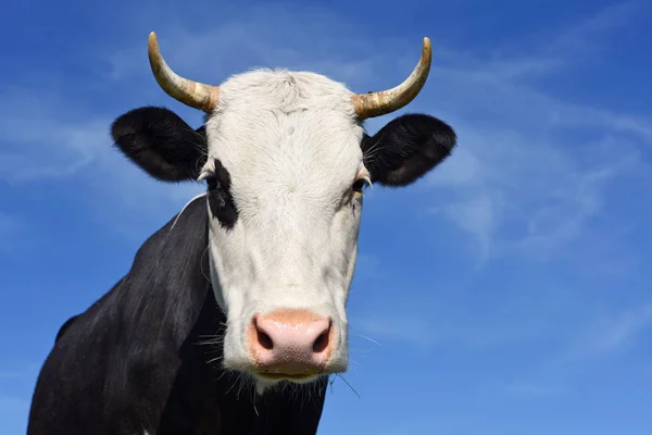 Hlava Krávy Proti Obloze Stock Snímky