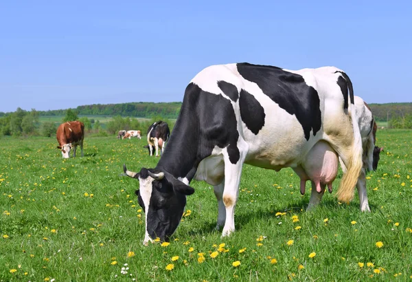 Las Vacas Pasto Verano — Foto de Stock